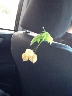 ひとふでがき世界一周の旅